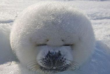 娱乐吃瓜君海豹