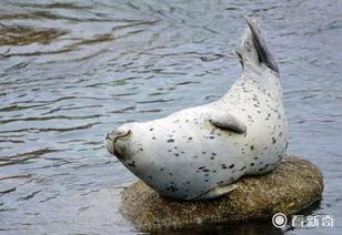 娱乐吃瓜君海豹