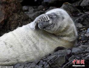 娱乐吃瓜君海豹